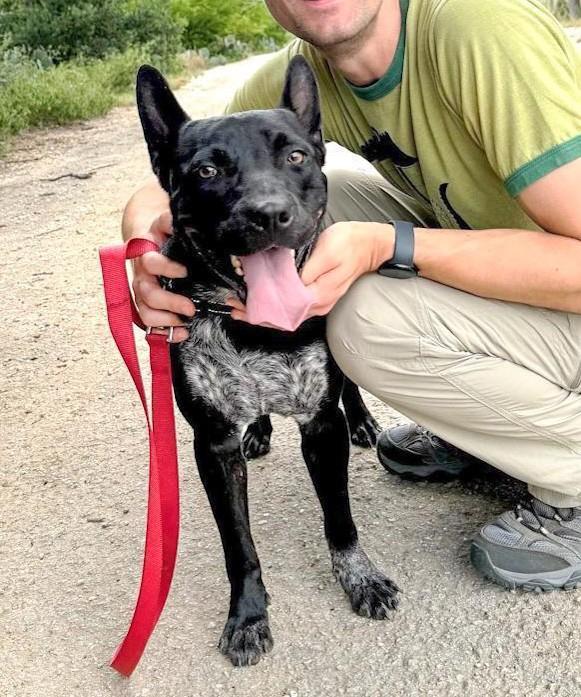 Jax, a Adoptable mixed breed in Frederick, MD image 4/6