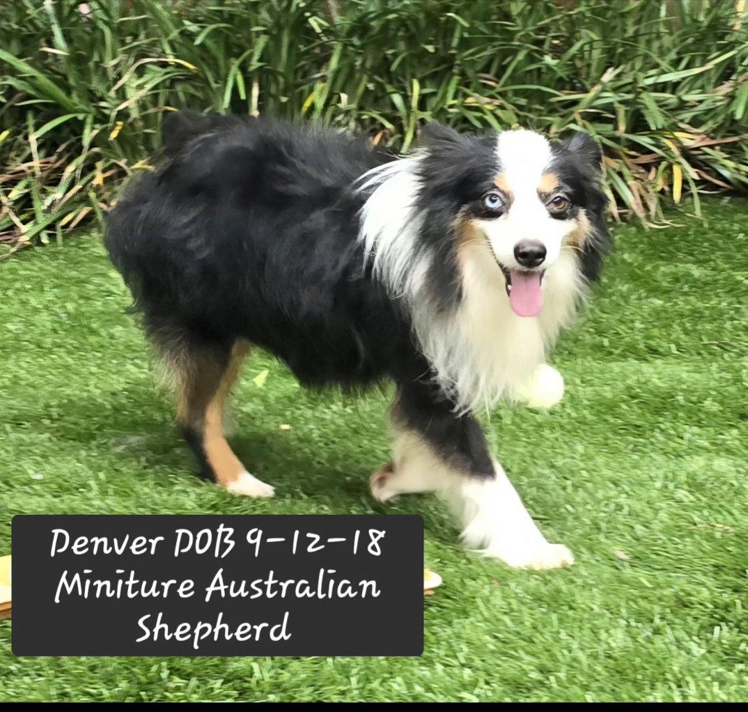 Enlarge Denver, a Adoptable Australian Shepherd in York, SC image 1/3
