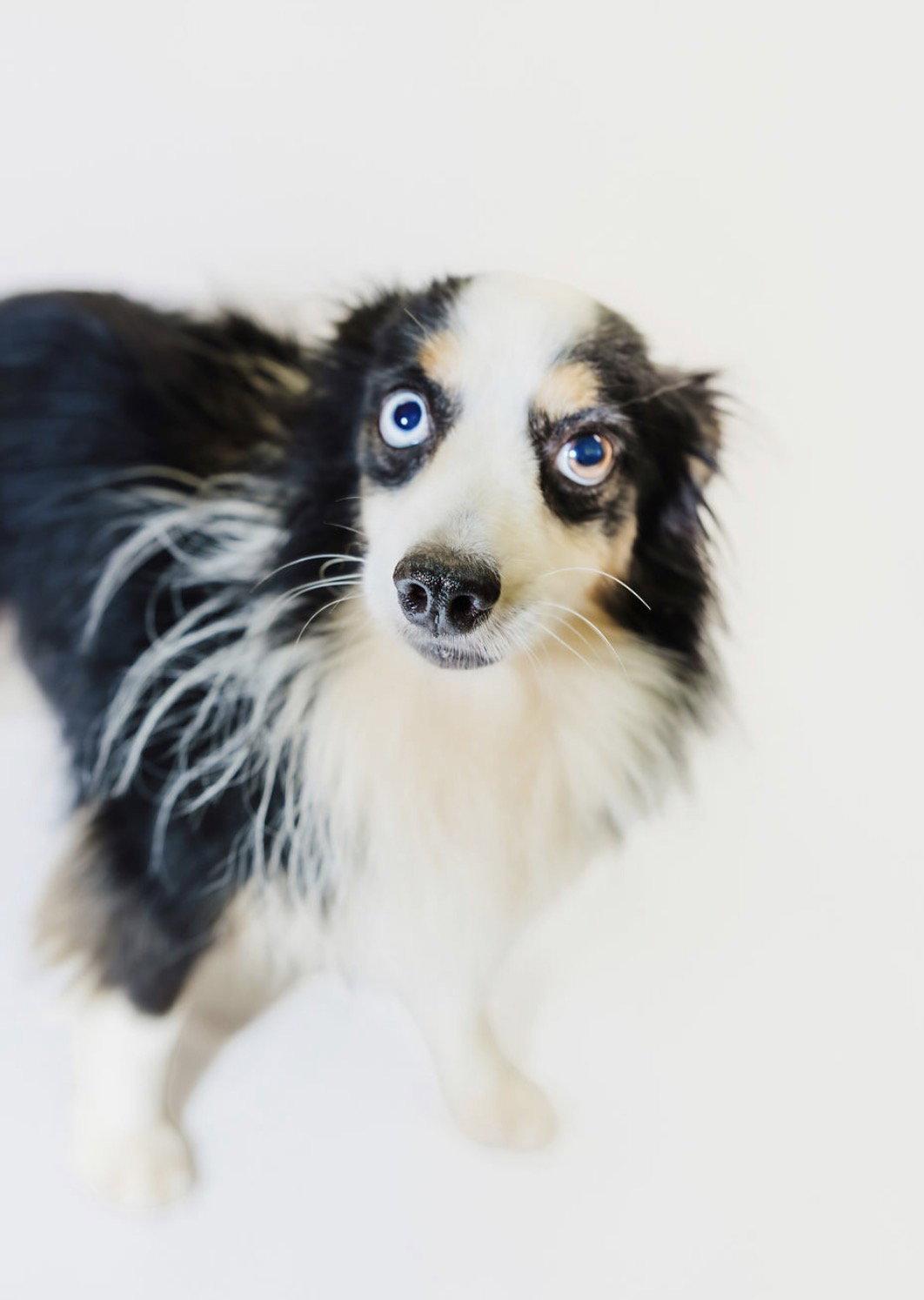Enlarge Denver, a Adoptable Australian Shepherd in York, SC image 2/3