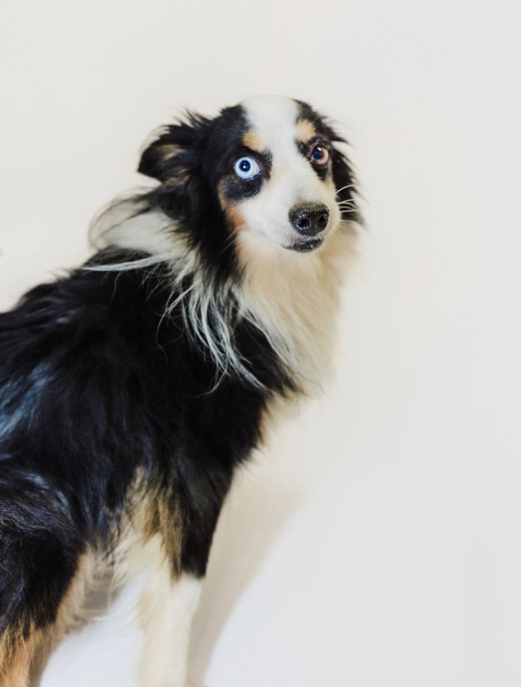 Enlarge Denver, a Adoptable Australian Shepherd in York, SC image 3/3