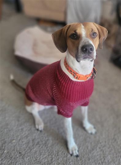 PATRICK, Adoptable, Adult Male Foxhound & Mixed Breed.