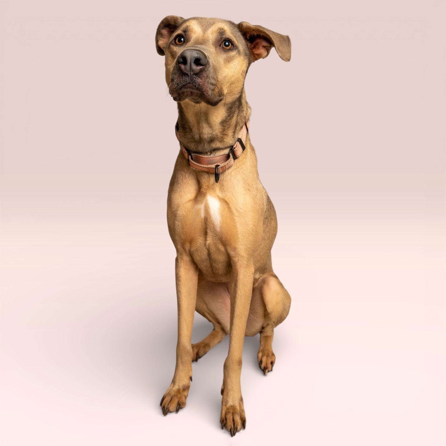 Enlarge Nala, a Adoptable Redbone Coonhound in Richardson, TX image 1/2