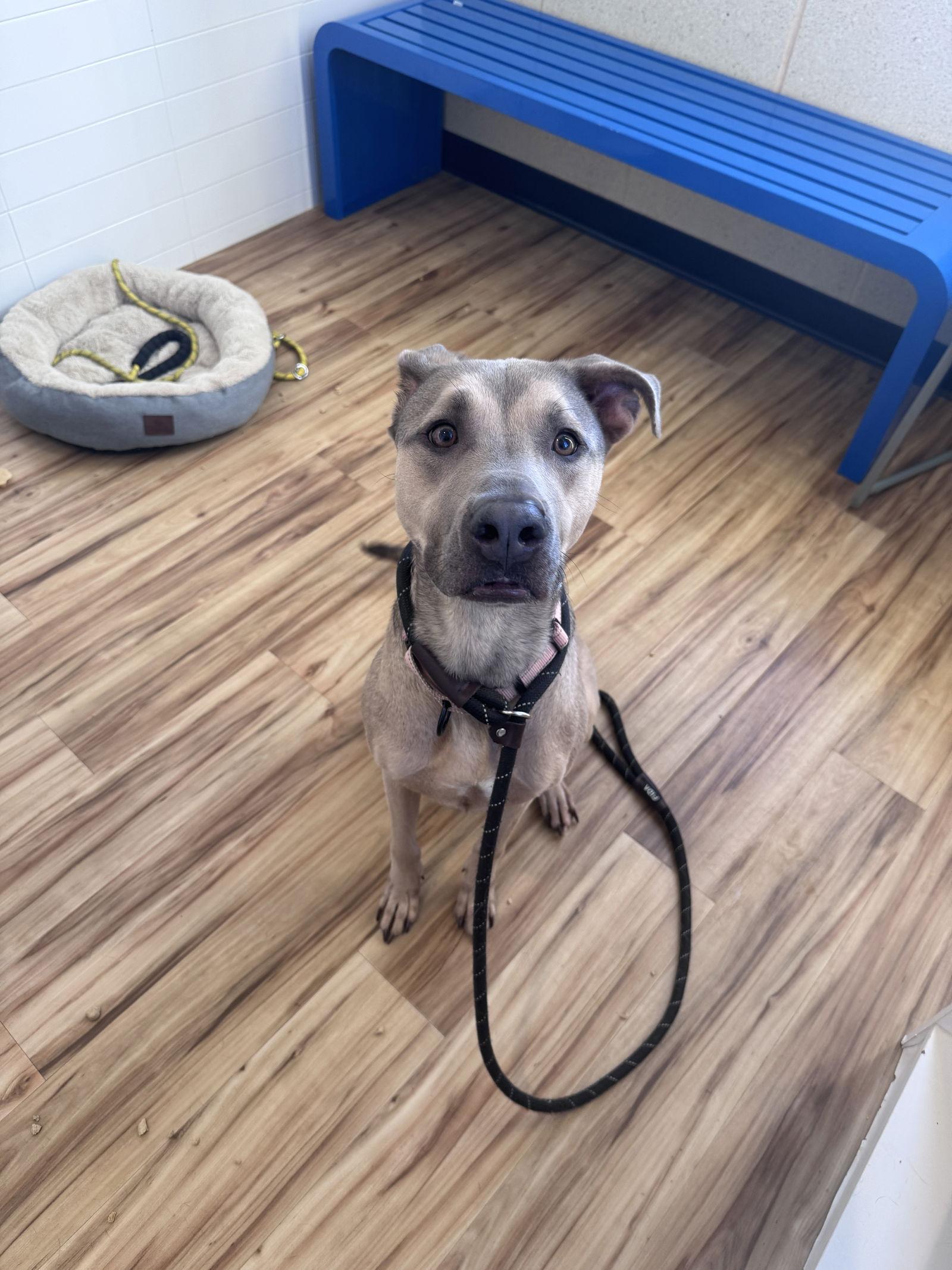 Enlarge Nala, a Adoptable Redbone Coonhound in Richardson, TX image 2/2