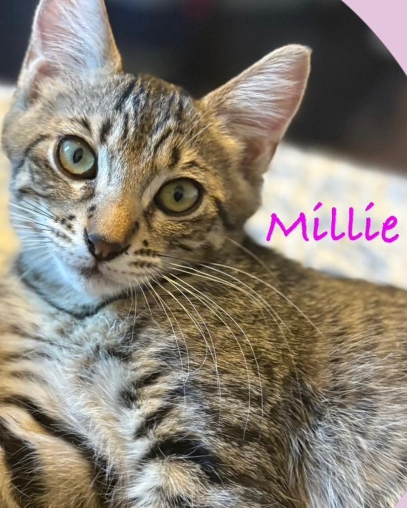 Millie (downey/adopted), Adoptable, Young Female Tabby.