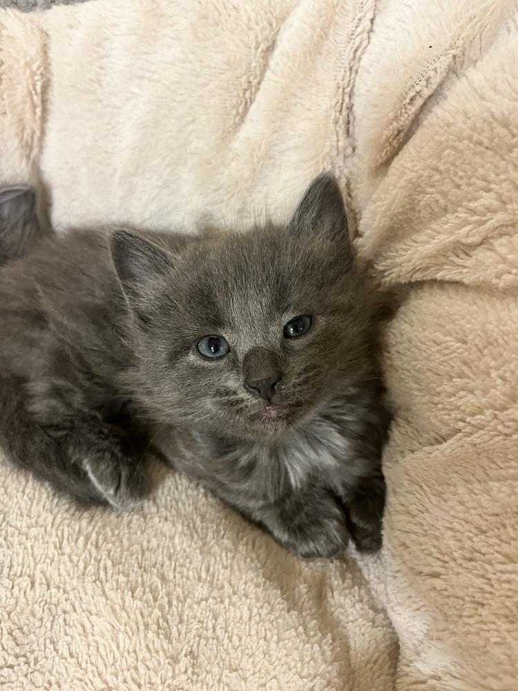 Steel, Adoptable, Adult Male Domestic Medium Hair.