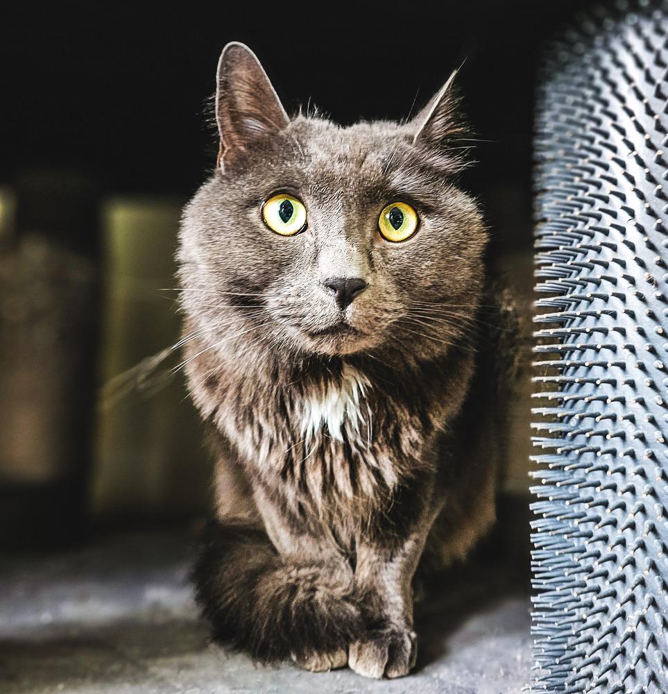 Steel, a Adoptable mixed breed in Spokane , WA image 2/2