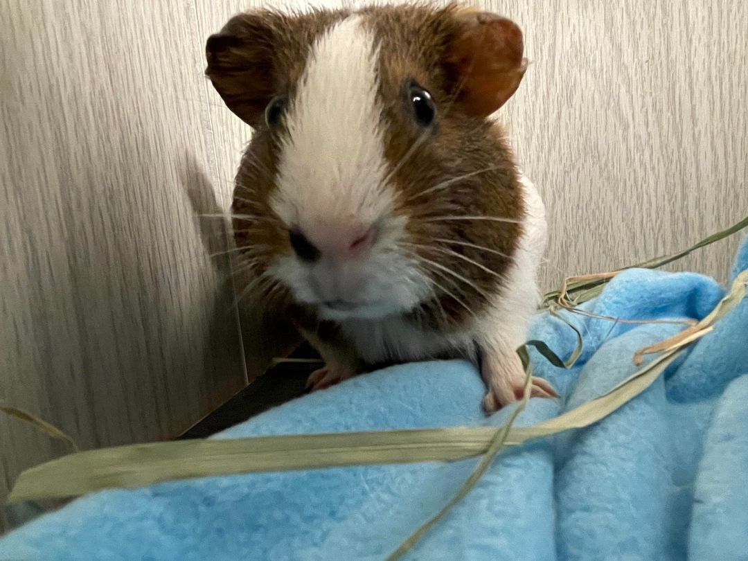 Nutmeg, a Adoptable Guinea Pig in Troy, AL image 1/2