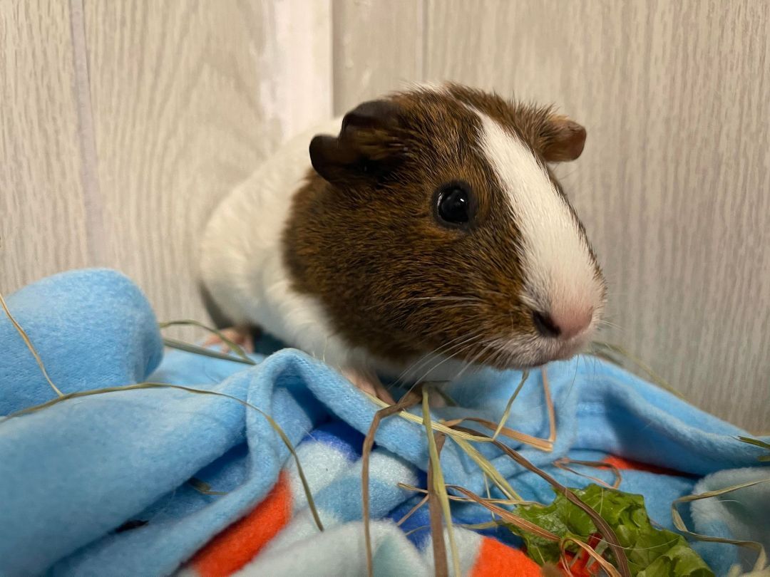 Nutmeg, a Adoptable Guinea Pig in Troy, AL image 2/2