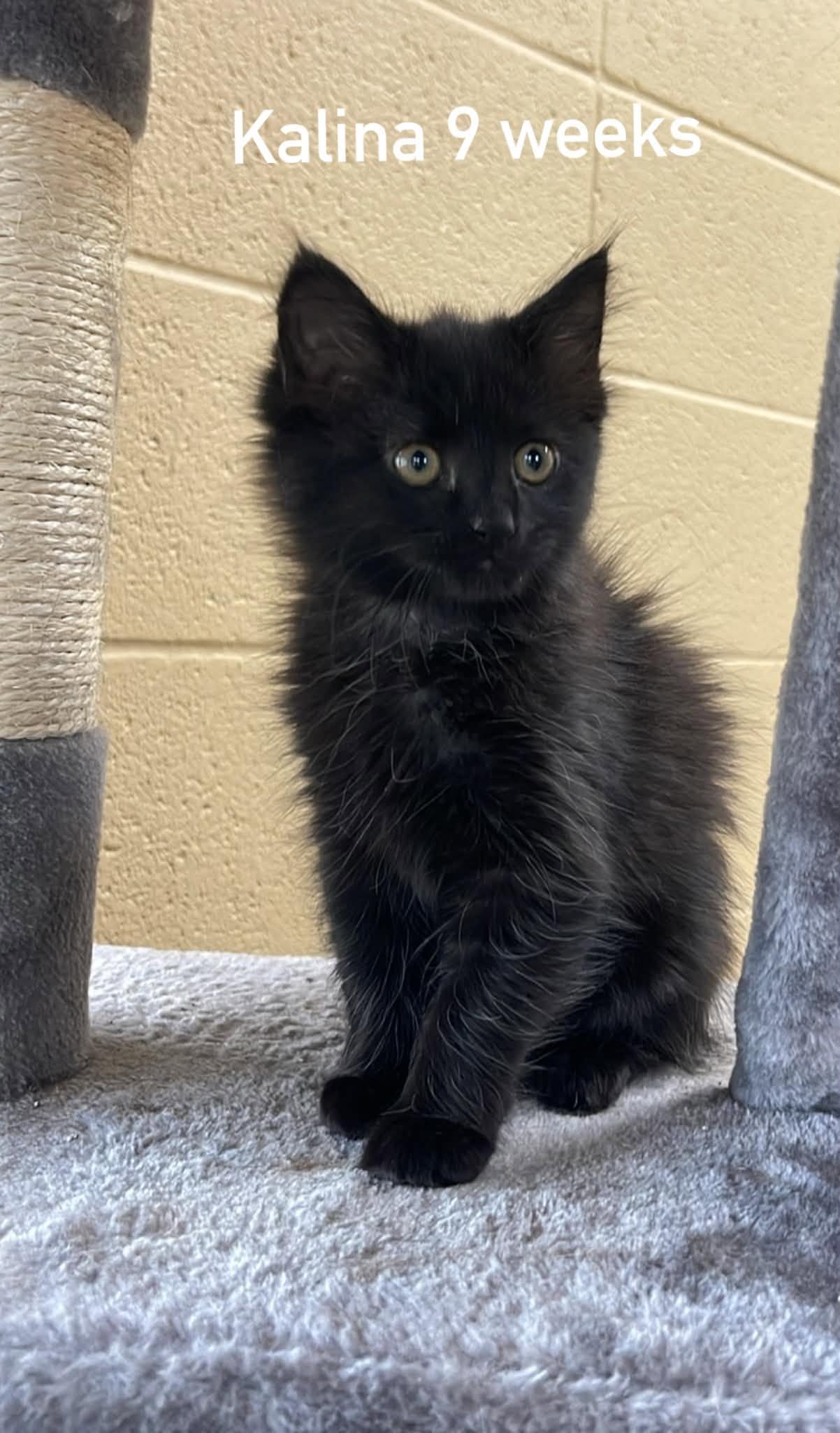 Kalina, adopted, Kitten Female Domestic Long Hair.