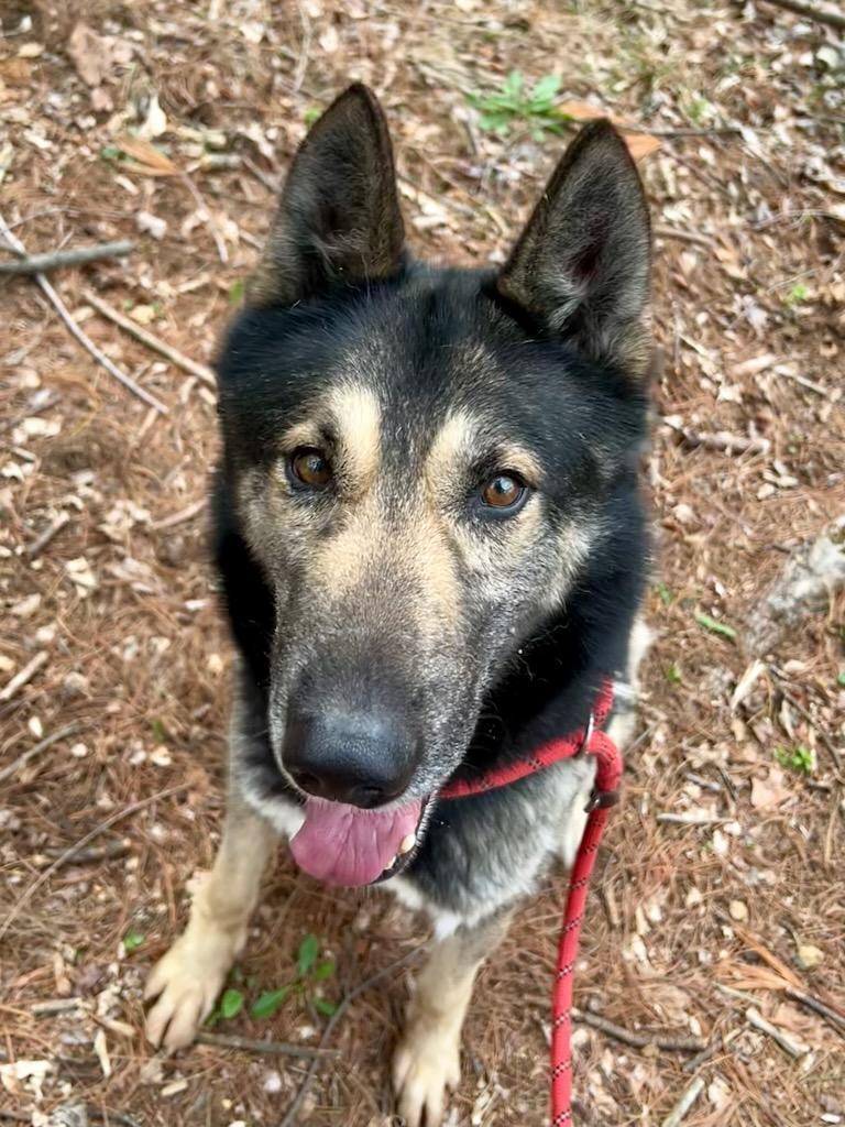 Pete, Adopted, Young Male German Shepherd Dog & Husky.