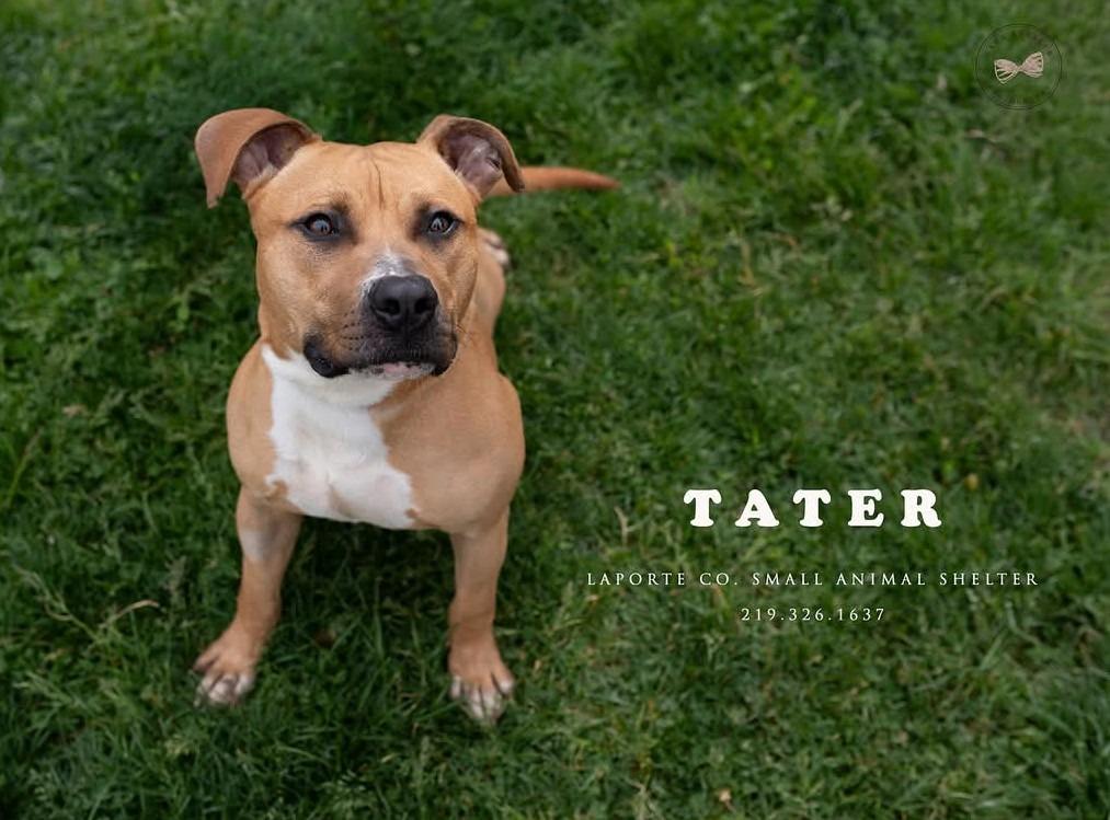 Tater, a Adoptable mixed breed in La Porte, IN image 3/3