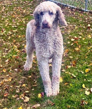 Luke, a Adoptable Standard Poodle in Bedford Hills, NY image 1/6