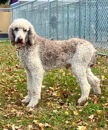 Luke, a Adoptable Standard Poodle in Bedford Hills, NY image 2/6