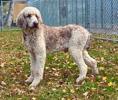 Luke, a Adoptable Standard Poodle in Bedford Hills, NY image 3/6
