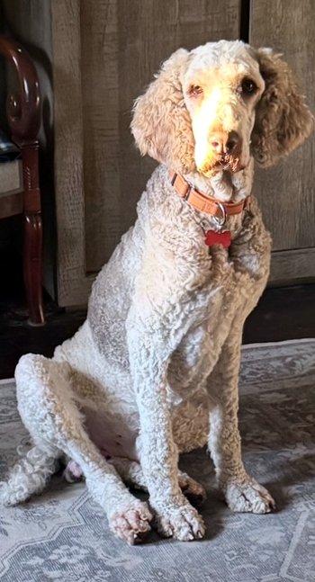 Luke, a Adoptable Standard Poodle in Bedford Hills, NY image 4/6