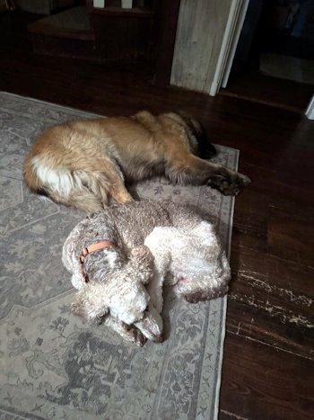 Luke, a Adoptable Standard Poodle in Bedford Hills, NY image 6/6