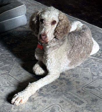 Luke, a Adoptable Standard Poodle in Bedford Hills, NY image 5/6