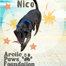 Enlarge Nico, a ADOPTABLE mixed breed in Nenana, AK image 1/1