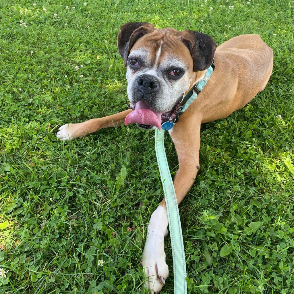 Enlarge Wrigley *bonded with Biggie*, a Adoptable mixed breed in Northbrook, IL image 1/6