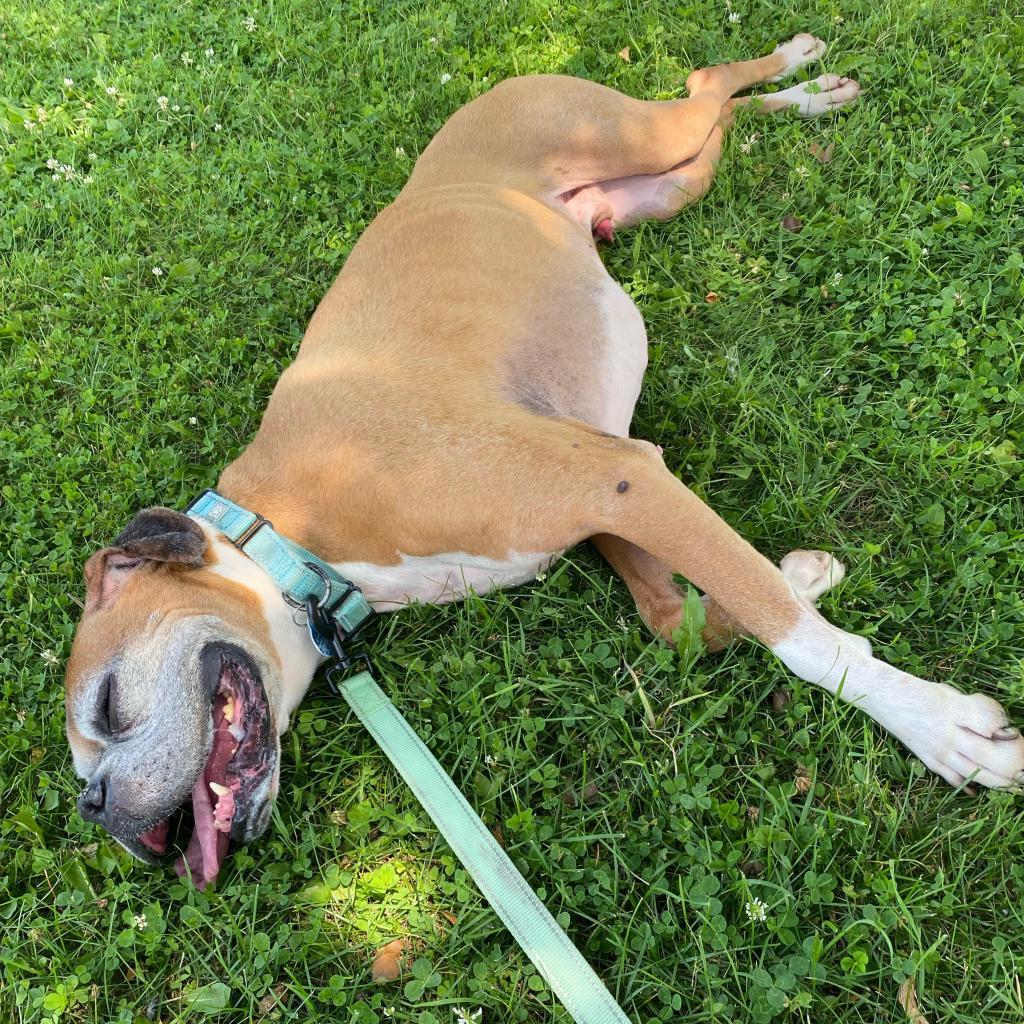 Enlarge Wrigley *bonded with Biggie*, a Adoptable mixed breed in Northbrook, IL image 4/6