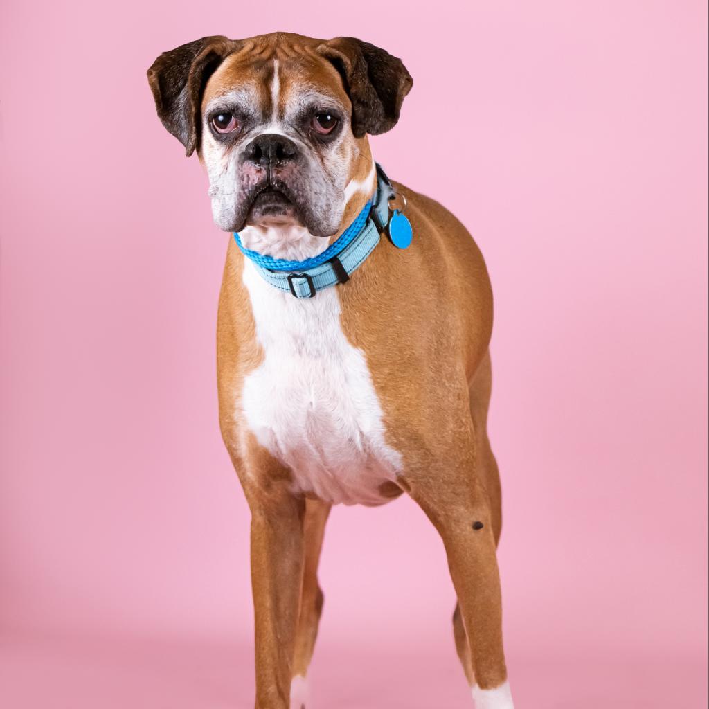 Enlarge Wrigley *bonded with Biggie*, a Adoptable mixed breed in Northbrook, IL image 6/6