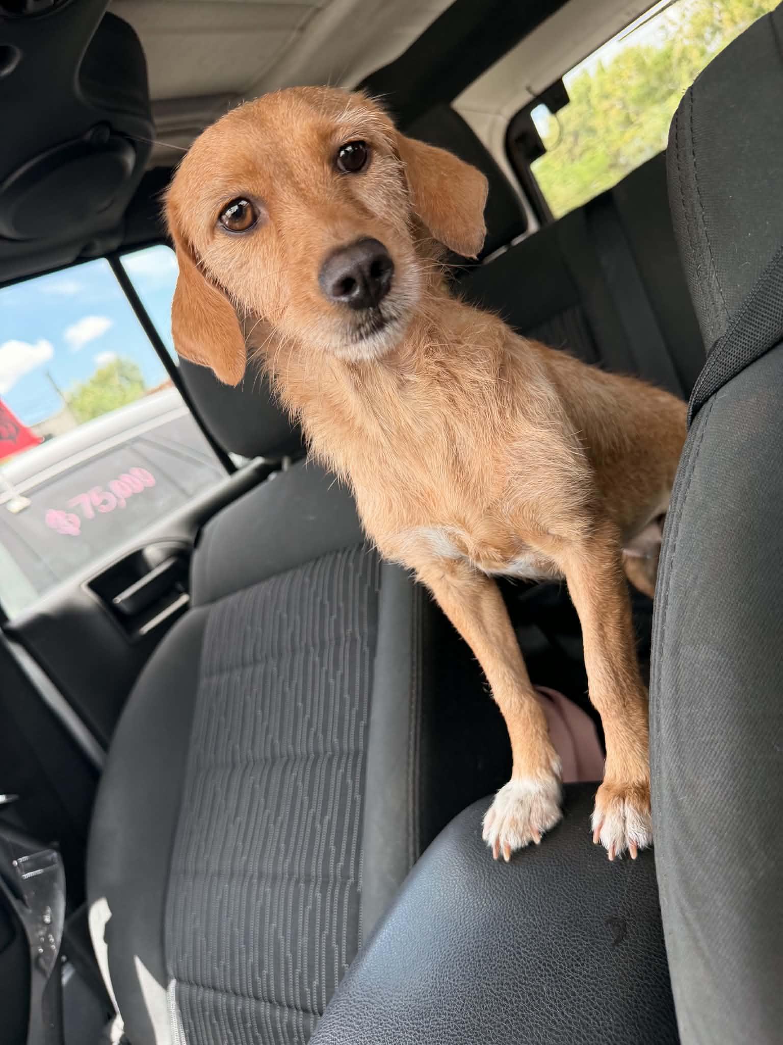 America, Adopted, Young Female Irish Terrier.