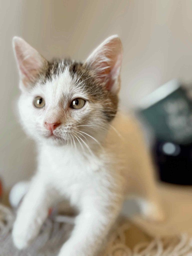 Espresso, a Adoptable Calico in Effingham, IL image 1/6