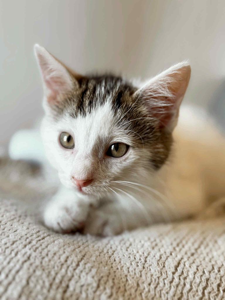 Espresso, a Adoptable Calico in Effingham, IL image 2/6
