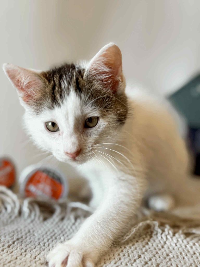 Espresso, a Adoptable Calico in Effingham, IL image 3/6
