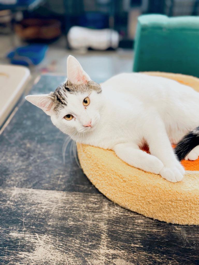 Espresso, a Adoptable Calico in Effingham, IL image 5/6