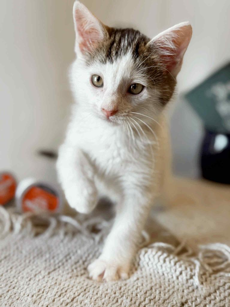 Espresso, a Adoptable Calico in Effingham, IL image 6/6