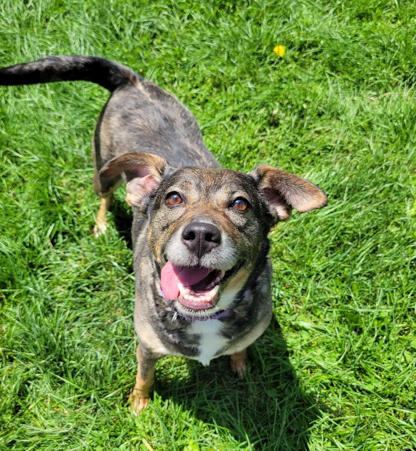 Piper, a ADOPTABLE mixed breed in Lisbon, OH image 2/4