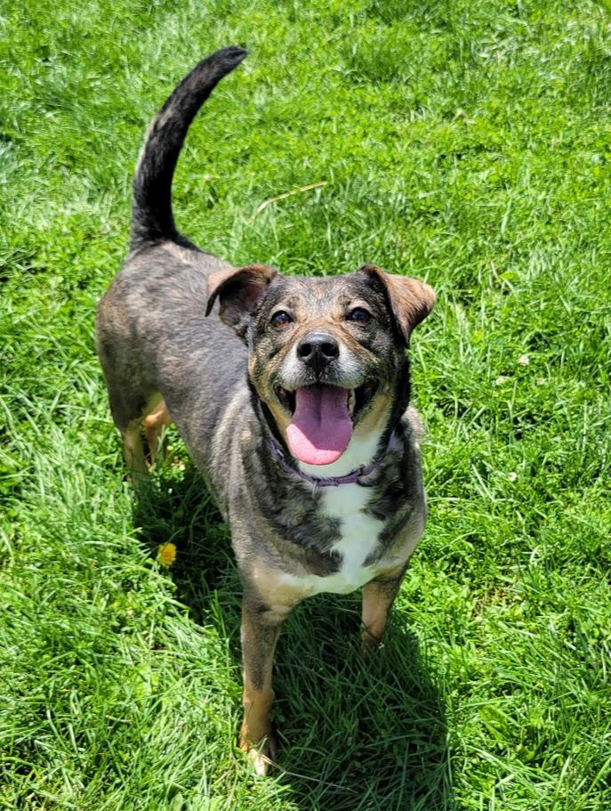 Piper, a ADOPTABLE mixed breed in Lisbon, OH image 3/4
