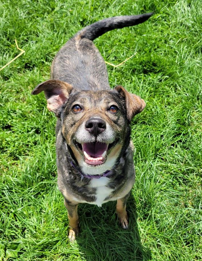Piper, ADOPTABLE, Adult Female Husky & Shepherd.