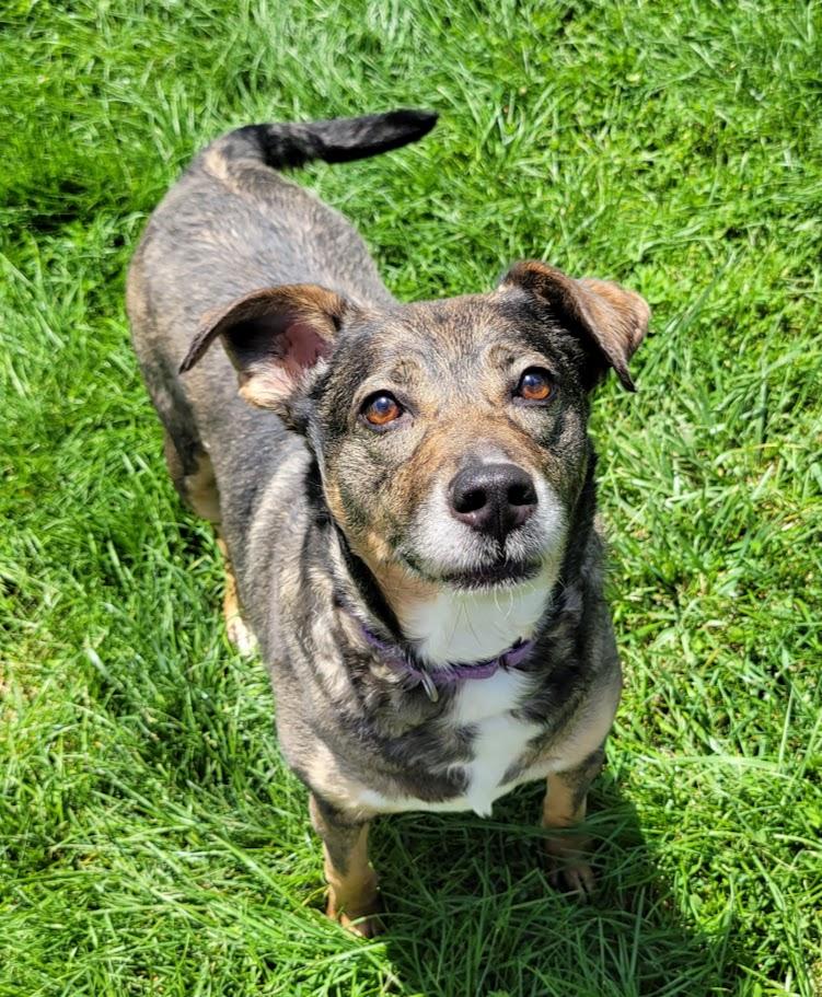 Piper, a ADOPTABLE mixed breed in Lisbon, OH image 4/4