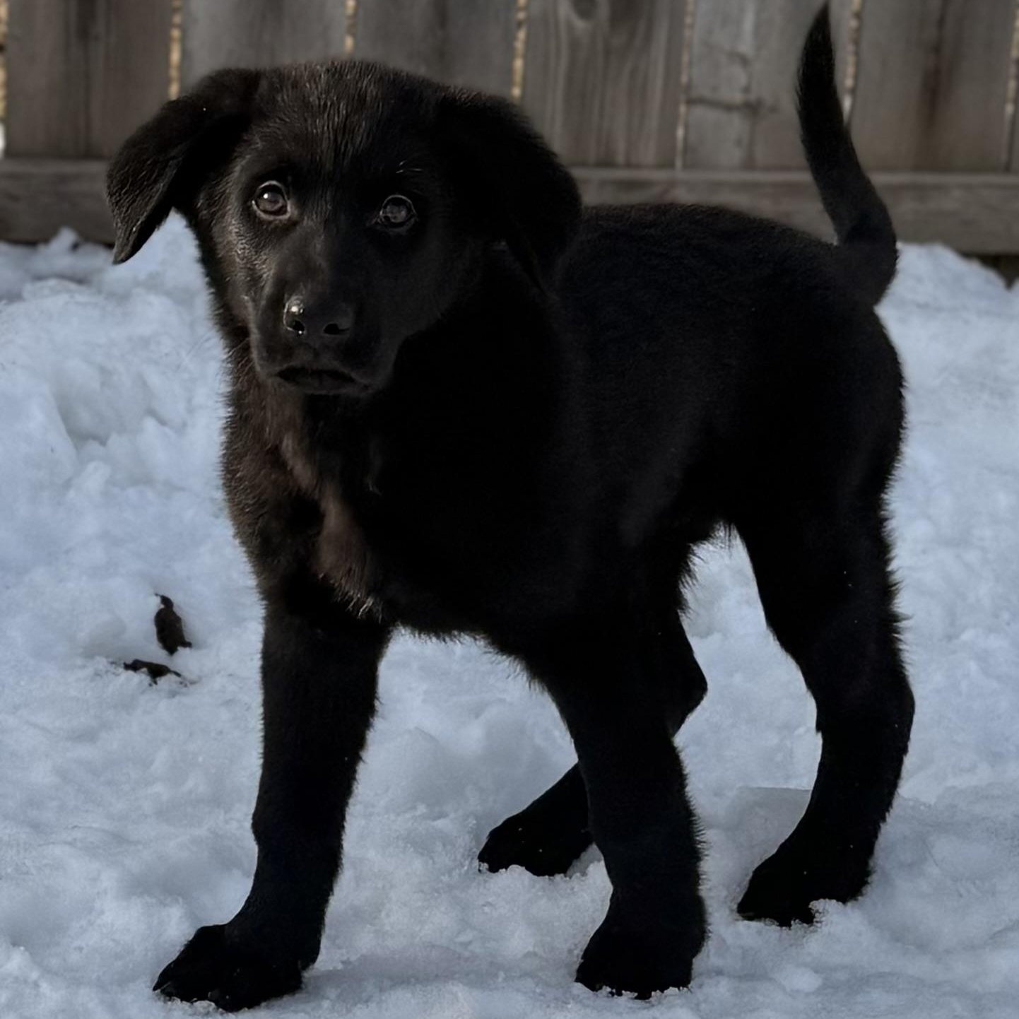 Sanford, a Adoptable mixed breed in Albany, NY image 3/6