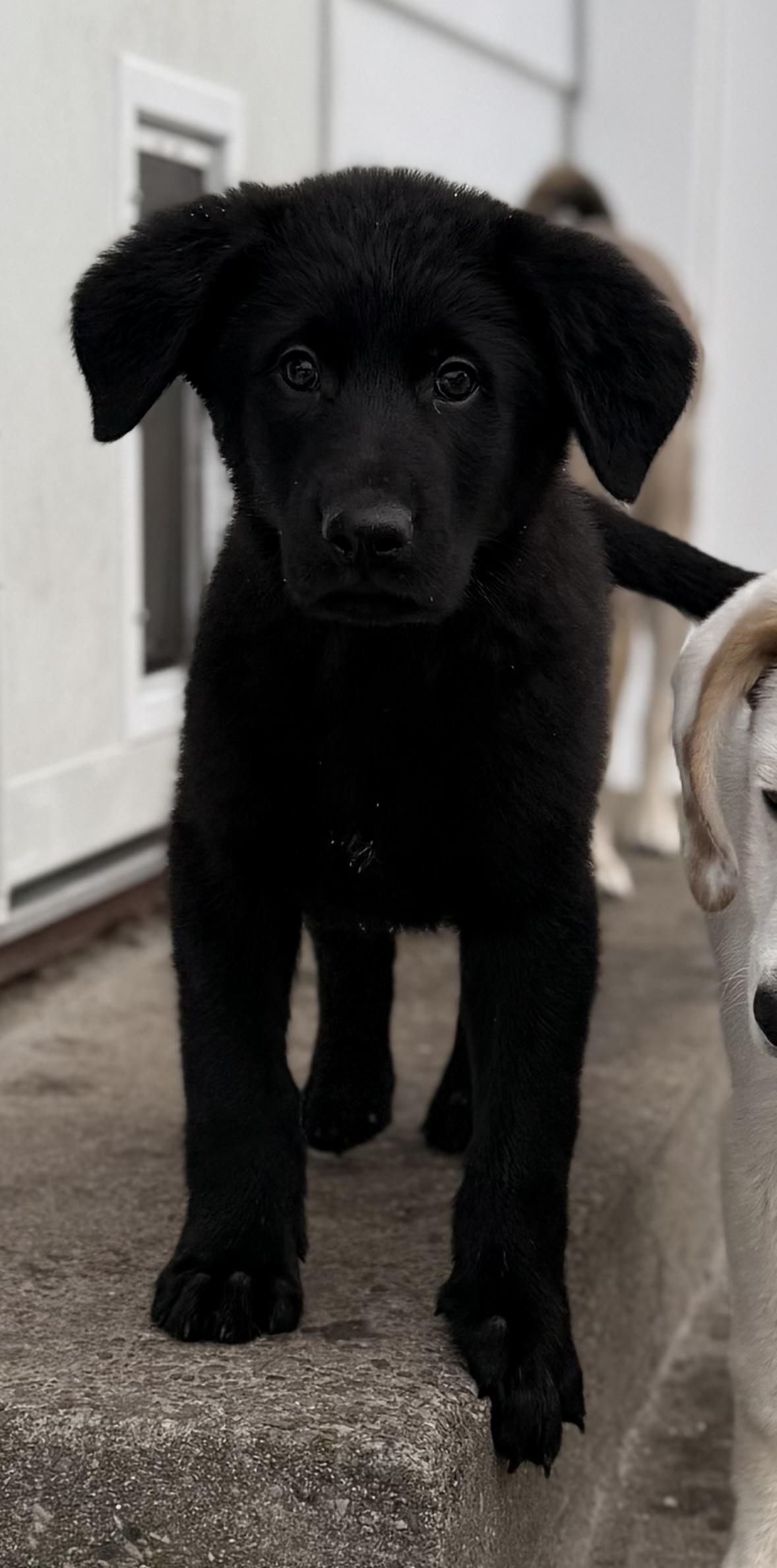 Sanford, a Adoptable mixed breed in Albany, NY image 4/6
