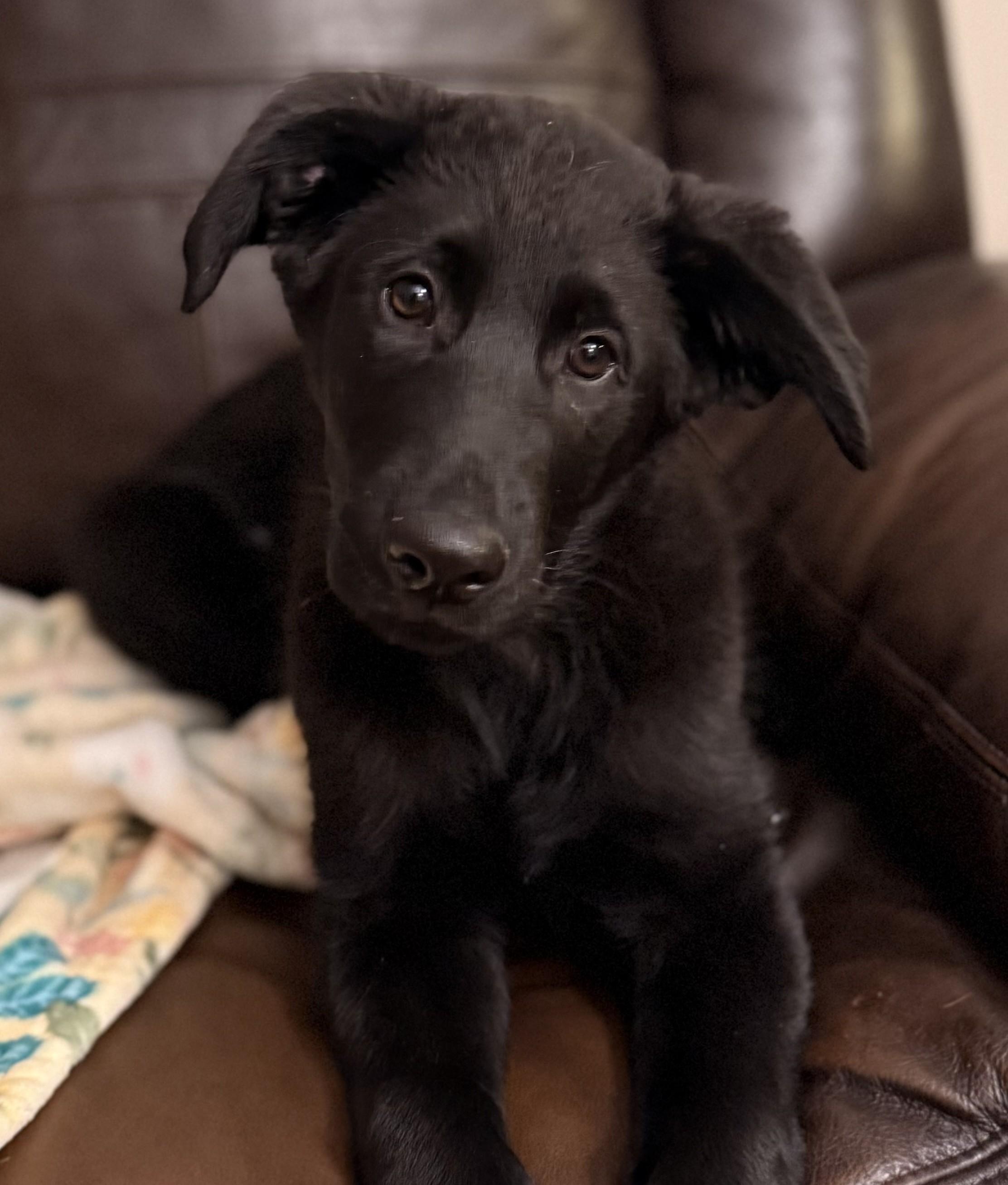 Enlarge Sanford, an adopted mixed breed in Albany, NY image 3/6