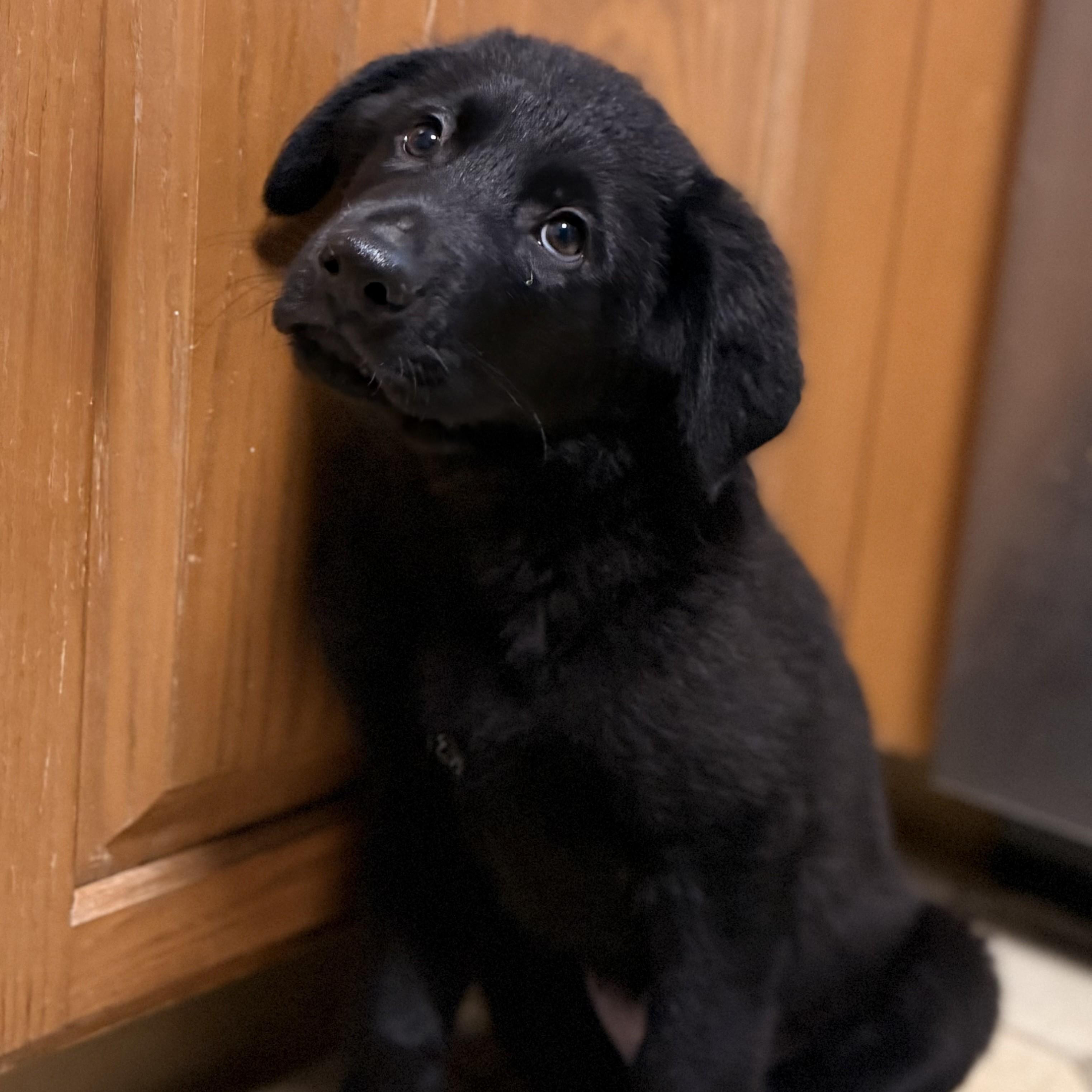 Sanford, Adoptable, Puppy Male German Shepherd Dog & Great Pyrenees.