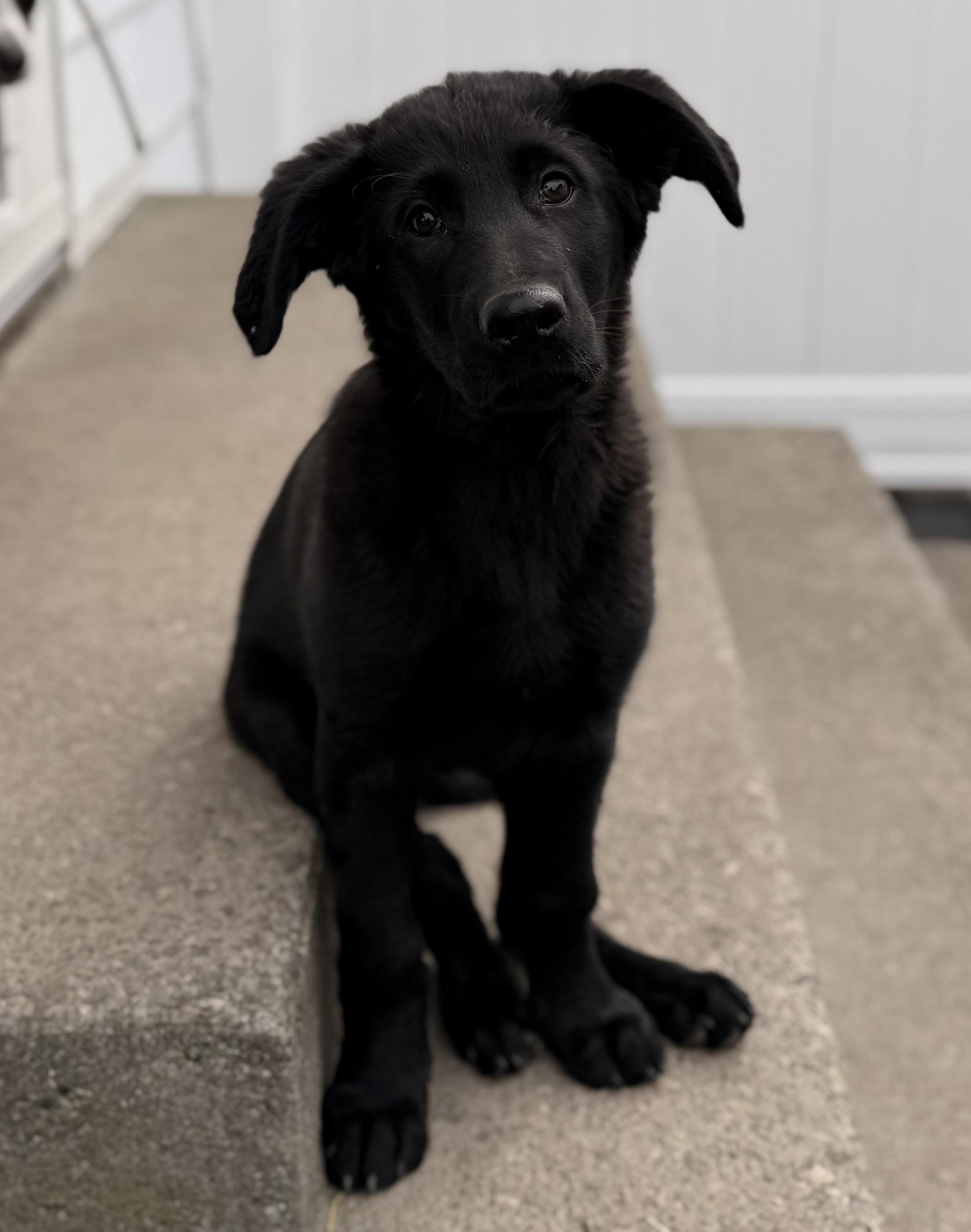 Enlarge Sanford, an adopted mixed breed in Albany, NY image 4/6