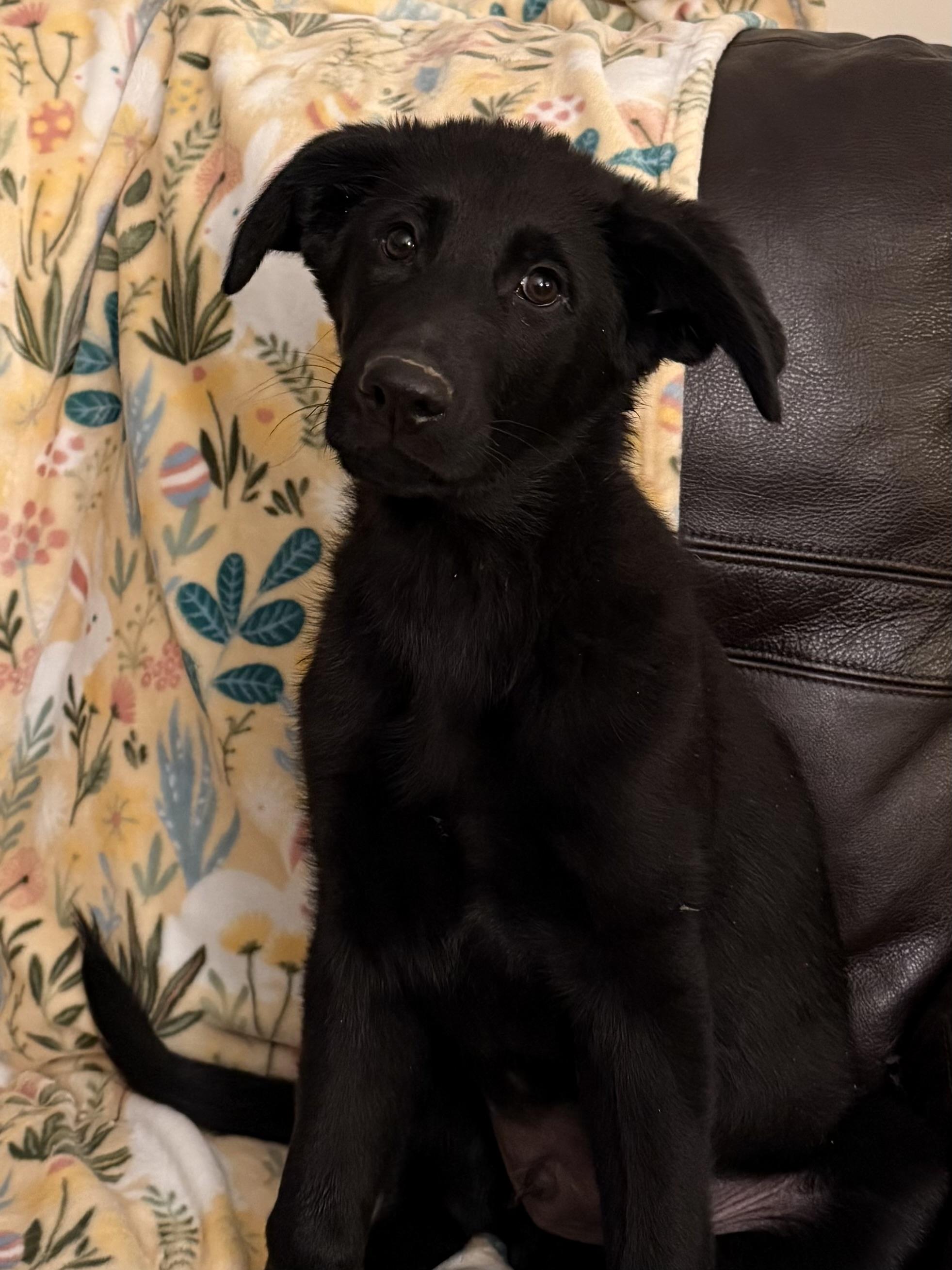 Enlarge Sanford, an adopted mixed breed in Albany, NY image 2/6