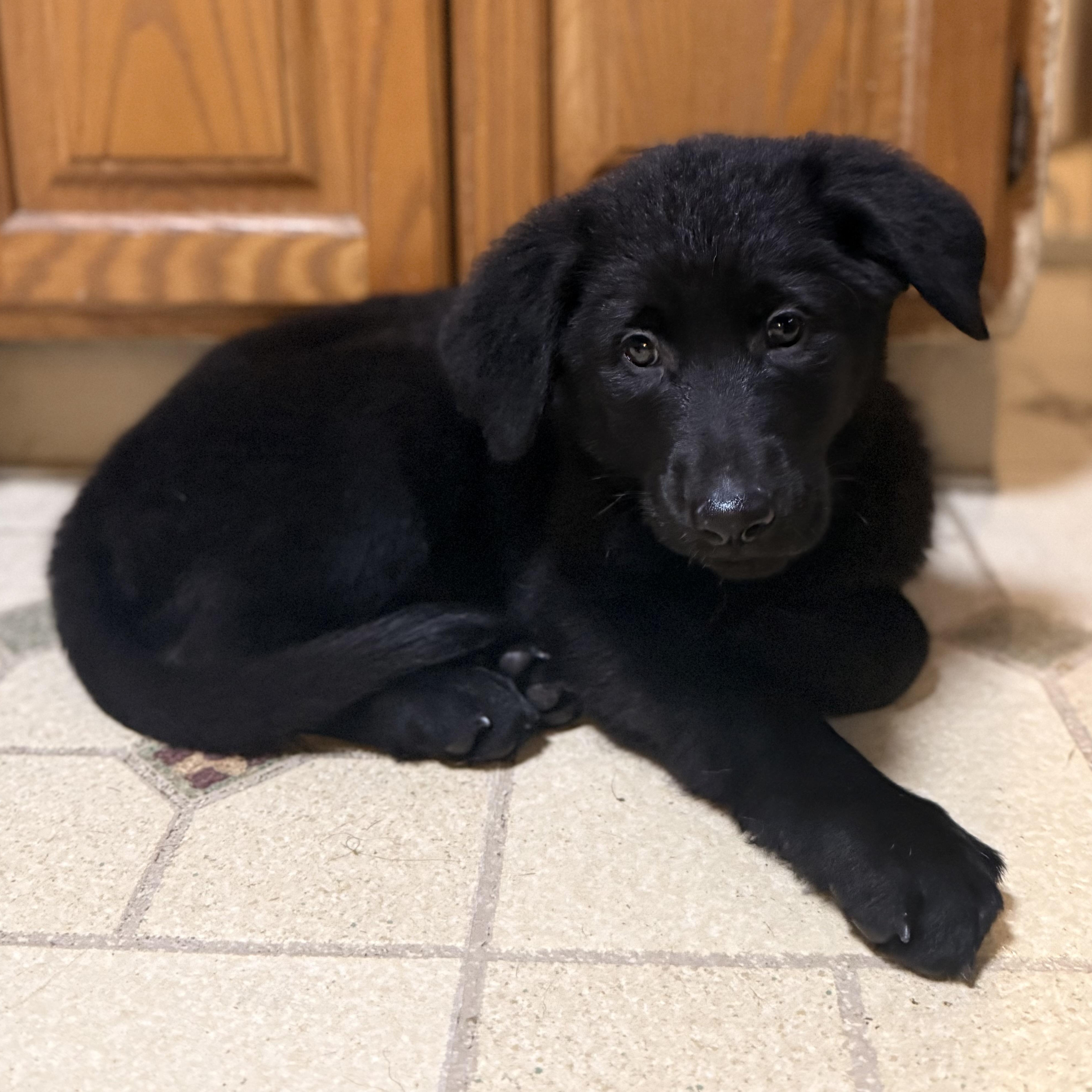 Sanford, a Adoptable mixed breed in Albany, NY image 2/6