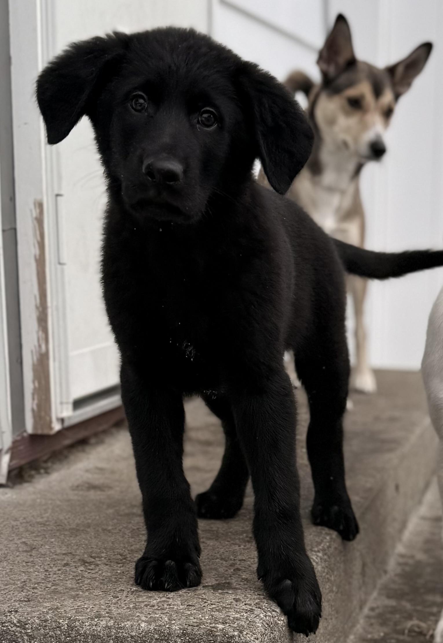 Sanford, a Adoptable mixed breed in Albany, NY image 5/6