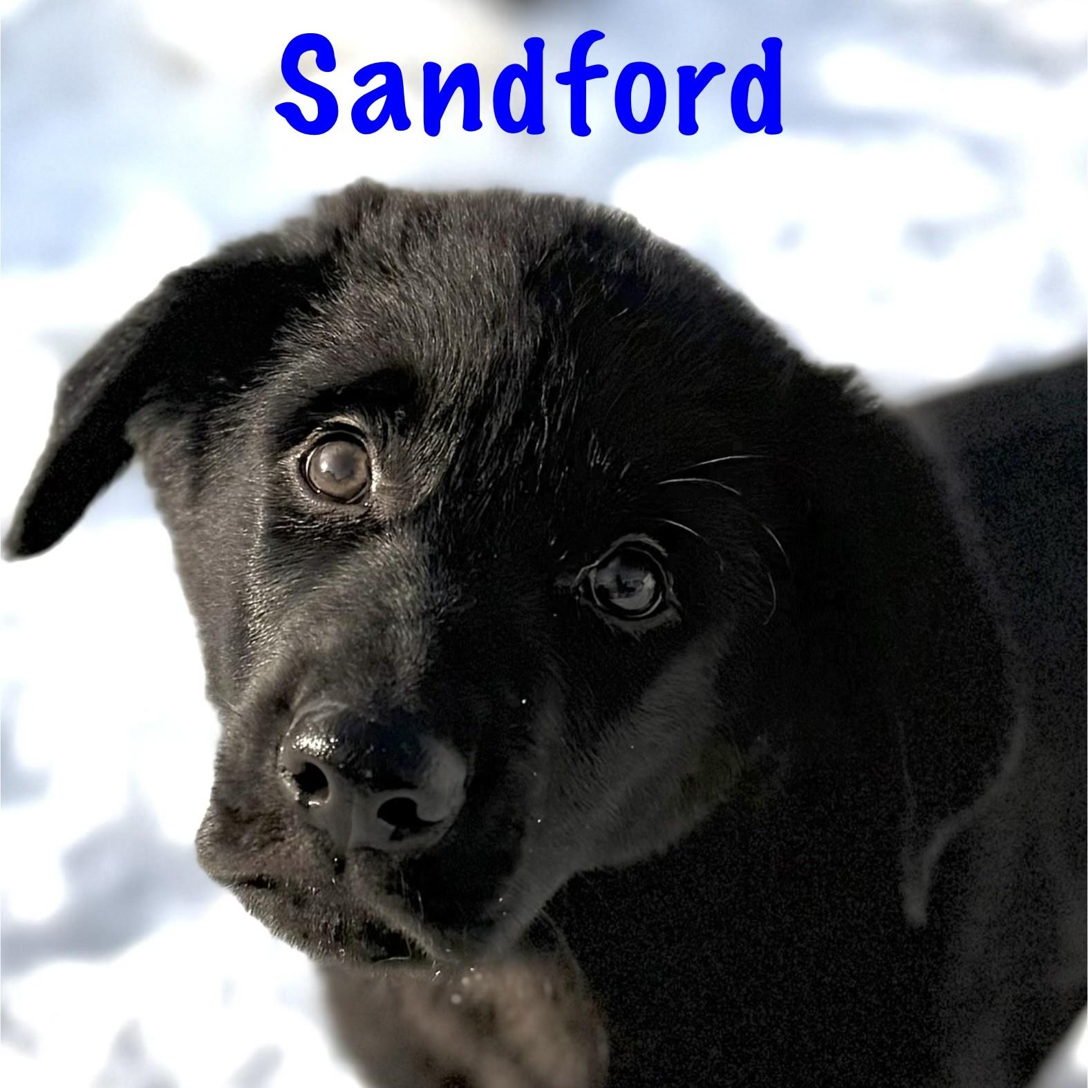 Sanford, a Adoptable mixed breed in Albany, NY image 1/6