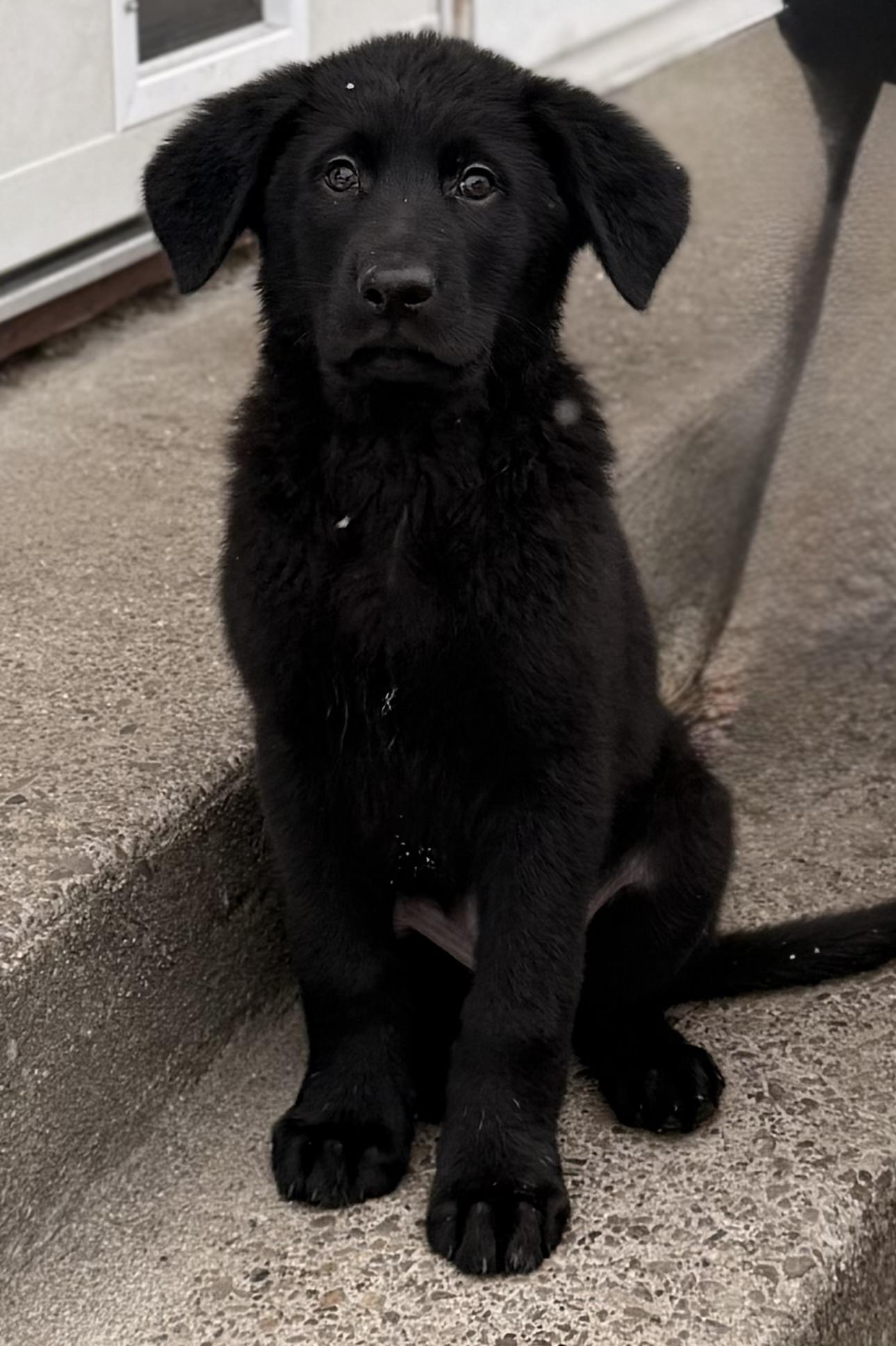 Sanford, a Adoptable mixed breed in Albany, NY image 6/6