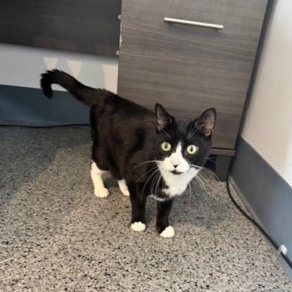 Enlarge Millie, a Adoptable Domestic Short Hair in Washington, DC image 2/3