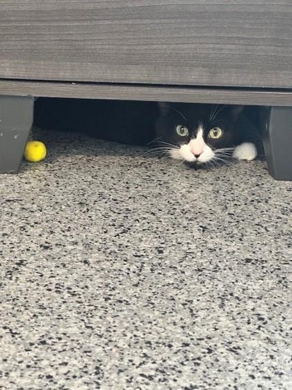 Enlarge Millie, a Adoptable Domestic Short Hair in Washington, DC image 3/3