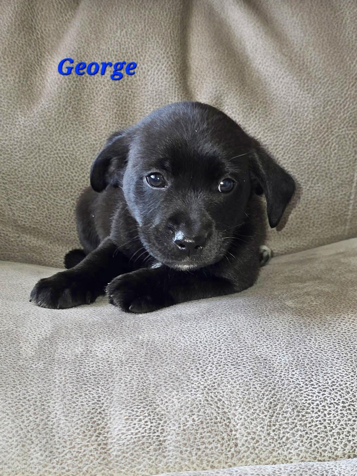 Enlarge Dolly and her gang , a ADOPTABLE mixed breed in Richmond , MI image 3/5