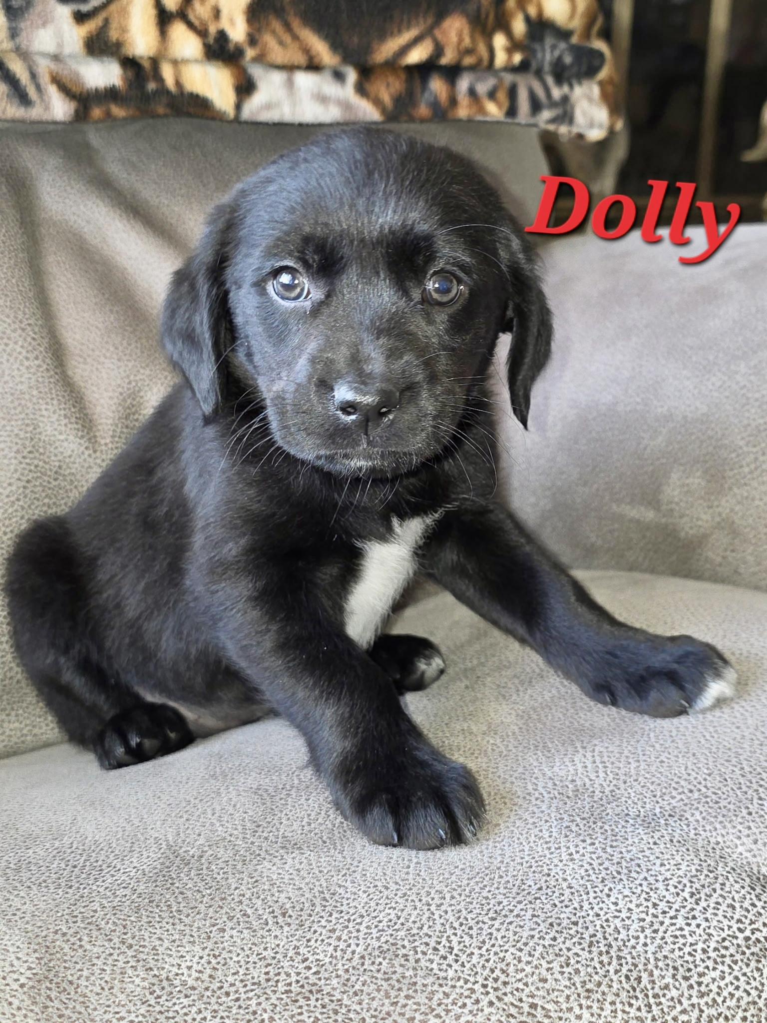 Dolly and her gang , ADOPTABLE, Puppy Female Dachshund & Chihuahua.