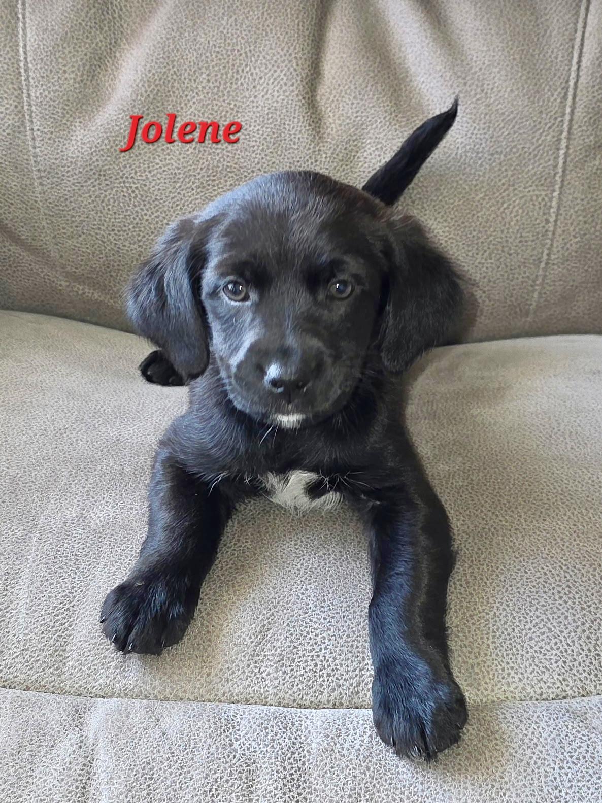 Enlarge Dolly and her gang , a ADOPTABLE mixed breed in Richmond , MI image 4/5